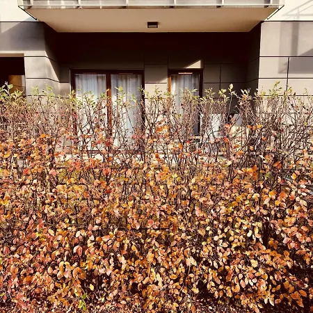 Impact Cozy Flat With Zen Gardenact 华沙